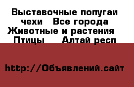 Выставочные попугаи чехи - Все города Животные и растения » Птицы   . Алтай респ.